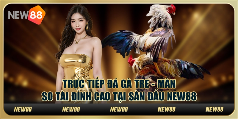Trực tiếp đá gà tre - Màn so tài đỉnh cao tại sàn đấu New88