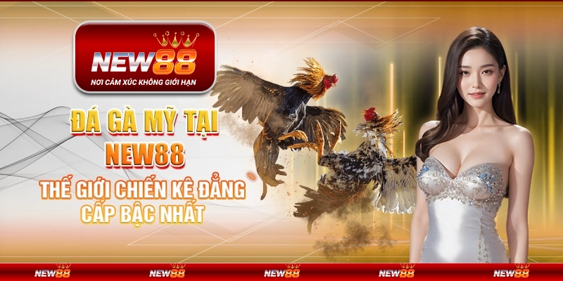 Đá gà mỹ tại New88 - Thế Giới Chiến Kê Đẳng Cấp Bậc Nhất